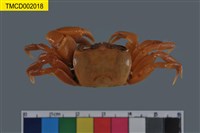 藏品(平掌沙蟹)的圖片